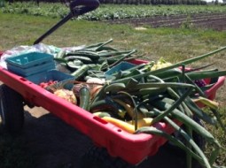 Chicago River. Summer, 2014.