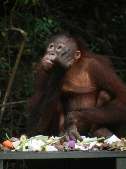 A new friend? Borneo, 2012.